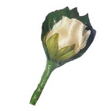 rose r1 image